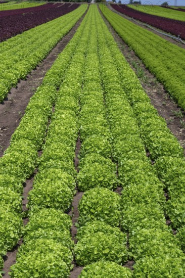 Lettuce cultivation in Knoblauchsland, early vegetable cultivation, urban area Nuremberg, Fürth Erlangen, Middle Franconia, Bavaria, Germany