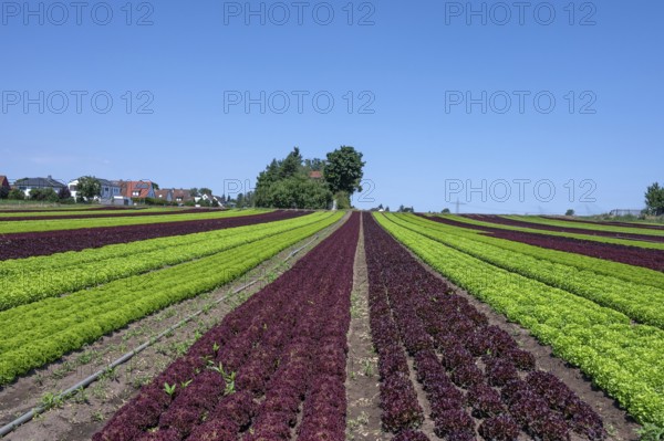 Lettuce cultivation in Knoblauchsland, early vegetable cultivation, urban area Nuremberg, Fürth Erlangen, Middle Franconia, Bavaria, Germany
