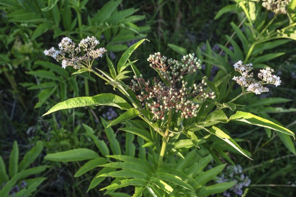 Blossoms and berries of dwarf elderberry or attich (Sambucus ebulus), Bavaria, Germany