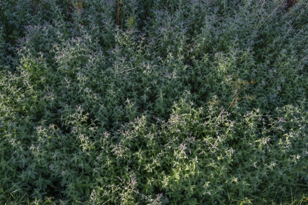 Horse mint (Mentha longofolia), Bavaria, Germany