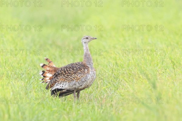 Great Bustard (Otis tarda), standing in a meadow, steppe bird, extremely rare bird species, threatened with extinction, heaviest flying bird, female, hen, wildlife, nature photography, Lake Neusiedl, Hansag, Burgenland, Hungary, Austria, Eastern Europe