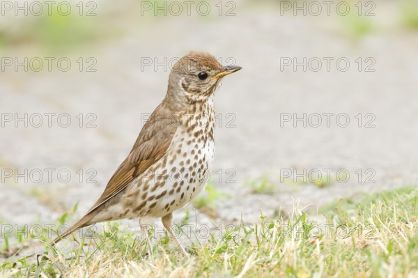 Song thrush (Turdus philomelos) standing on garden path, wildlife, thrushes, migratory bird, HANSAG, Lake Neusiedl, Burgenland, Austria