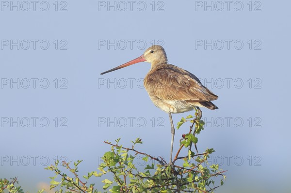 Black-tailed godwit (Limosa limosa), adult wader standing on a bush, wildlife, animals, birds, snipe family, Lake Neusiedl National Park, Seewinkel, Burgenland, Austria