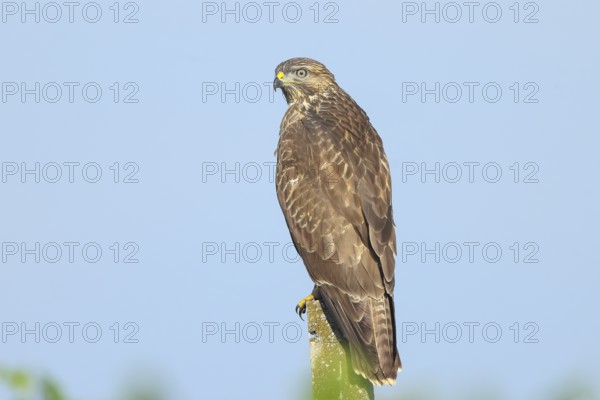 Buzzard (Buteo buteo) on the lookout, lurking on a concrete post, wildlife, animals, birds, bird of prey, nature photography, Lake Neusiedl National Park, Seewinkel, Burgenland, Austria
