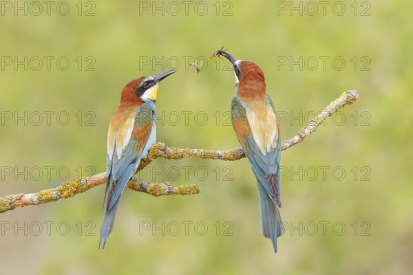 Bee-eater (Merops apiaster) pair sitting on a branch, male, breeding, wildlife, mating, migratory bird, raptor, animals, birds, Lake Neusiedl National Park, Seewinkel, Burgenland, Austria
