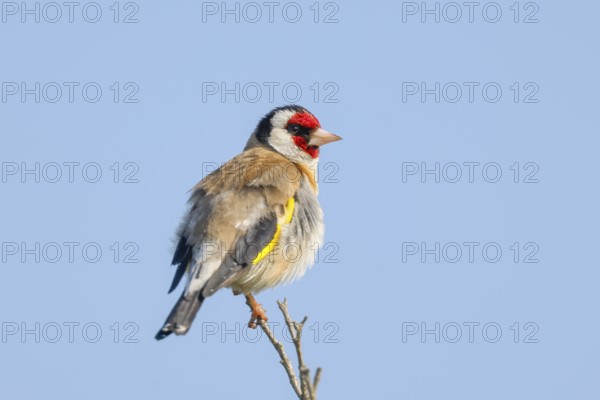 Goldfinch (Carduelis carduelis) adult, sitting on a thin branch, wildlife, animals, birds, songbird, nature photography, Lake Neusiedl National Park, Seewinkel, Burgenland, Austria
