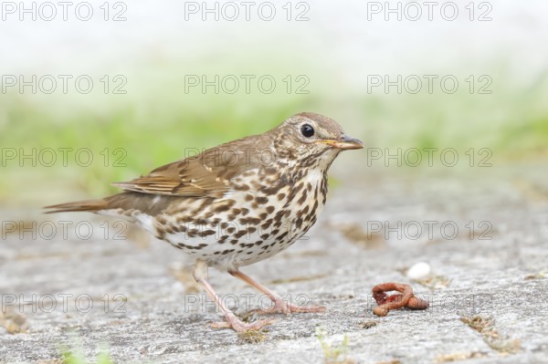 Song thrush (Turdus philomelos) standing on garden path, with caught earthworm (lumbricus terrestris), Wildlife, thrushes, migratory bird, HANSAG, Lake Neusiedl, Burgenland, Austria