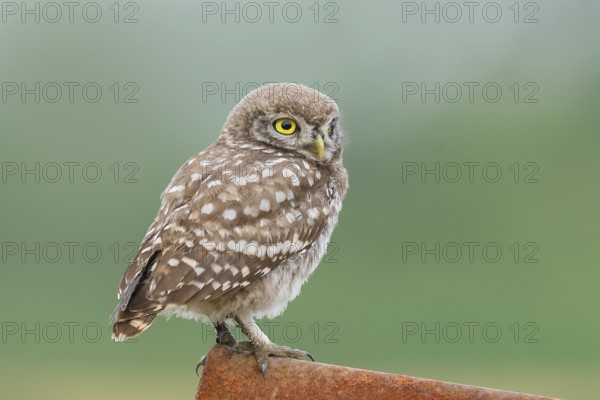Little owl (Athene noctua) young bird sitting on an iron girder, endangered bird species in Central Europe, wildlife, owl, owl, HANSAG, Lake Neusiedl, Burgenland, Austria