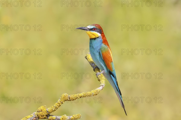 Bee-eater (Merops apiaster) sitting on a branch, male, breeding, wildlife, mating, migratory bird, raptor, animals, birds, Lake Neusiedl National Park, Seewinkel, Burgenland, Austria