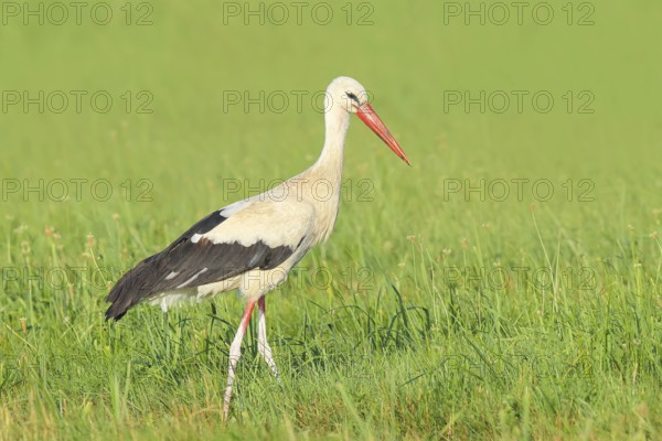 White stork (Ciconia ciconia) foraging in a meadow in the early morning, Wildlife, Nature photography, Lake Neusiedl, Hansag, Burgenland, Hungary, Austria, Eastern Europe