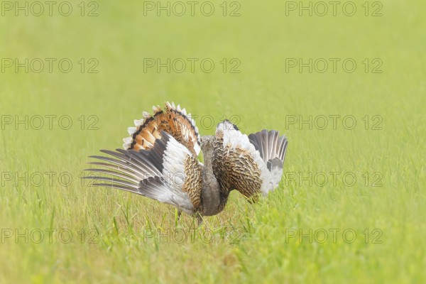 Great Bustard (Otis tarda), standing with spread wings in a meadow, steppe bird, extremely rare bird species, endangered, heaviest flying bird, female, hen, wildlife, nature photography, Lake Neusiedl, Hansag, Burgenland, Hungary, Austria, Eastern Europe