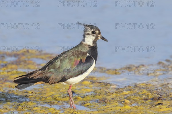 Lapwing (Vanellus vanellus) adult bird foraging in shallow water, wildlife, animals, birds, plover family, Ziggsee, Lake Neusiedl National Park, Seewinkel, Burgenland, Austria, Eastern Europe