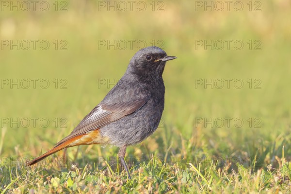 Redstart (Phoenicurus ochruros), male standing in the grass, wildlife, animals, birds, songbird, migratory bird, nature photography, Lake Neusiedl National Park, Seewinkel, Burgenland, Austria