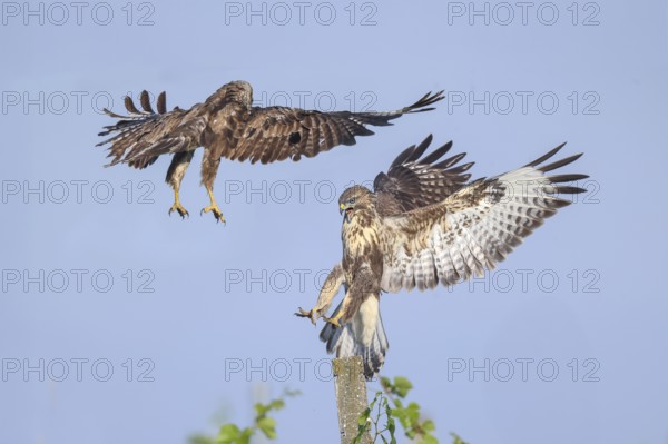 Buzzard (Buteo buteo) Buzzard chasing another buzzard from a concrete post, Wildlife, animals, birds, bird of prey, nature photography, Lake Neusiedl National Park, Seewinkel, Burgenland, Austria
