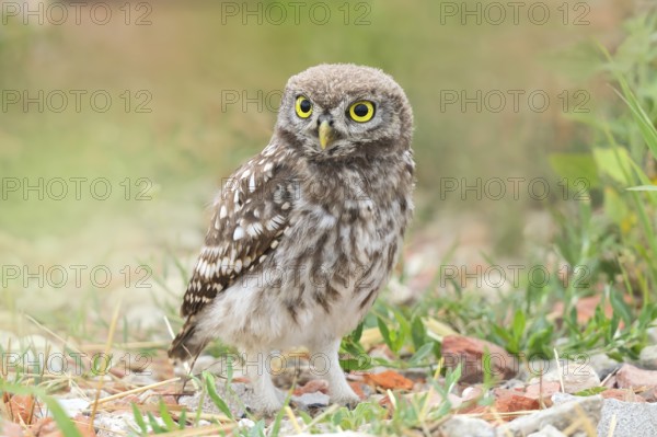Little owl (Athene noctua) young bird standing on the ground, endangered bird species in Central Europe, view into the camera, wildlife, owl, owl, HANSAG, Lake Neusiedl, Burgenland, Austria