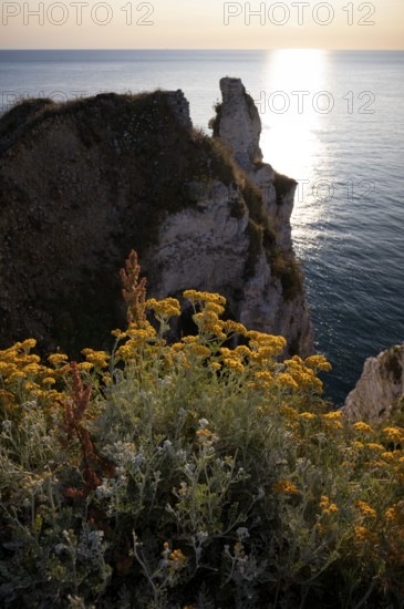 Sand immortelle (Helichrysum arenarium) in front of rocks, Étretat, sea, steep coast, cliffs, chalk cliffs, alabaster coast, La Côte d'Albâtre, sunset, evening mood, Normandy, Seine-Maritime, France
