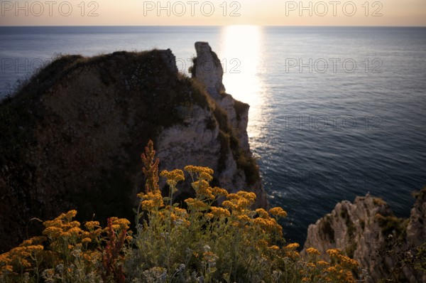 Sand immortelle (Helichrysum arenarium) in front of rocks, Étretat, sea, steep coast, cliffs, chalk cliffs, alabaster coast, La Côte d'Albâtre, sunset, evening mood, Normandy, Seine-Maritime, France