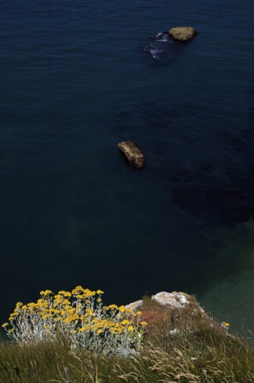 Sand immortelle (Helichrysum arenarium) on rocks, promontory, Étretat, sea, cliffs, cliffs, chalk cliffs, alabaster coast, La Côte d'Albâtre, sunset, evening mood, Normandy, Seine-Maritime, France