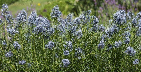 Blue star bush (Amsonia hubrichtii), Münsterland, North Rhine-Westphalia, Germany