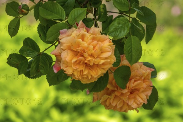 Rose (Rosa sp.), climbing rose in shades of red and yellow, Netherlands