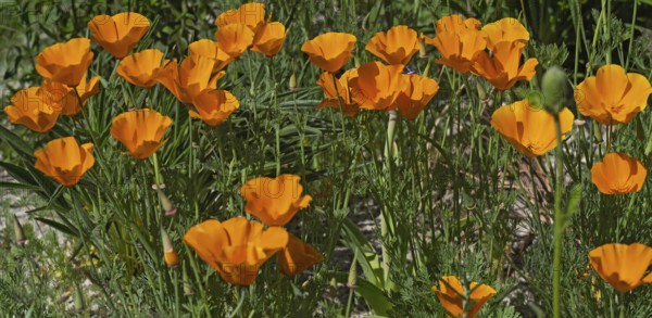 California poppy (Eschscholzia californica), Münsterland, North Rhine-Westphalia, Germany