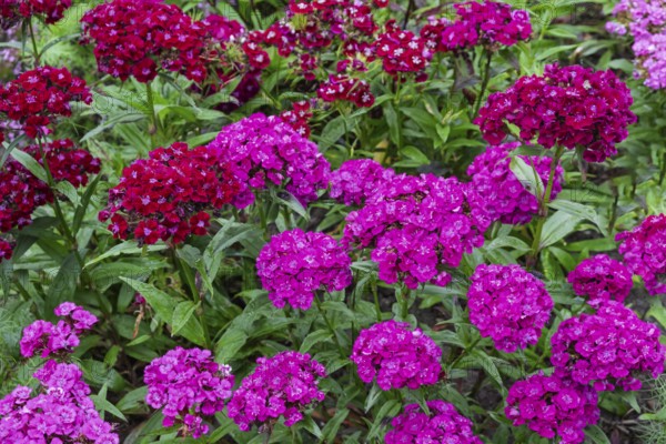 Bearded carnations (Dianthus barbatus), North Rhine-Westphalia, Germany