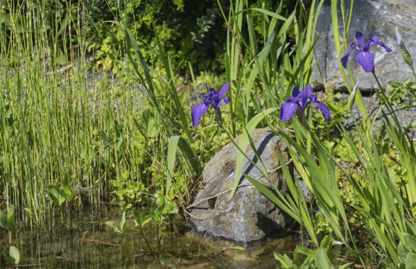 Blooming marsh iris (Iris pseudacorus) at a pond, Münsterland, North Rhine-Westphalia