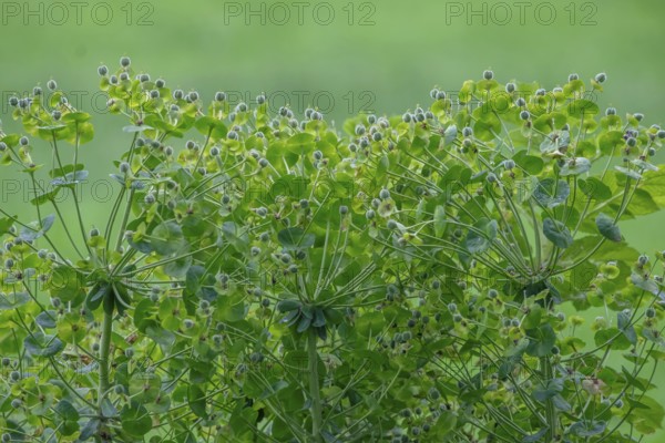 Roller spurge (Euphorbia myrsinites) fruit stand, fruits, North Rhine-Westphalia, Germany