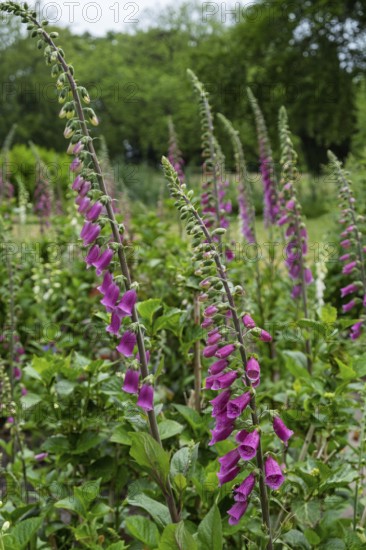 Foxglove (Digitalis purpurea) with raindrops, Netherlands