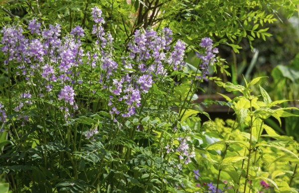 Honeysuckle (Galega officinalis), Netherlands