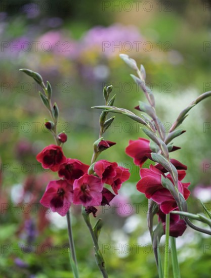 Butterfly gladiolus (Gladiolus papilio), North Rhine-Westphalia, Germany