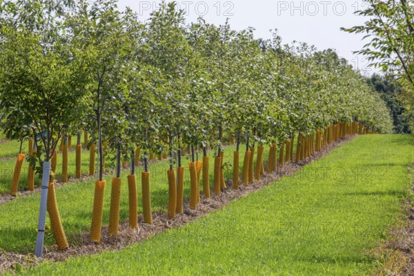 Shelbyville, Michigan - Trees growing at Winding Creek Nursery in west Michigan. The company grows Michigan native shade trees and flowering ornamental trees