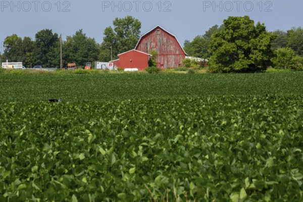 Shelbyville, Michigan - A red barn at the edge of a field on a farm in west Michigan