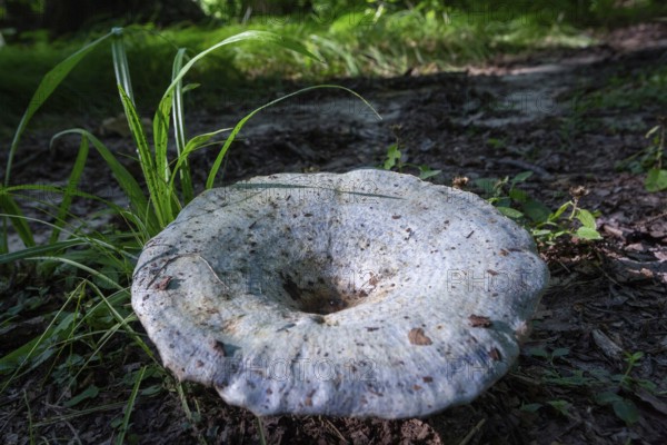 Prairieville, Michigan - The edible Lactarius indigo blue mushroom on a forest floor in west Michigan