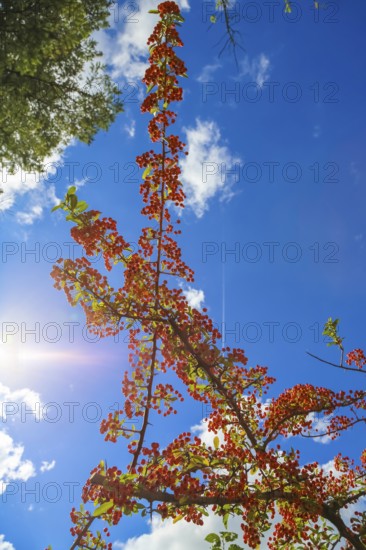 Firethorn (Pyracantha coccinea), Orange Glow, shrub, orange berries, plant, branch in front of a blue sky, Gomaringen, district of Tübingen, Baden-Württemberg, Germany