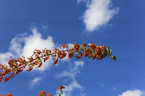 Firethorn (Pyracantha coccinea), Orange Glow, shrub, orange berries, plant, branch in front of a blue sky, Gomaringen, district of Tübingen, Baden-Württemberg, Germany