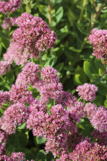 Stonecrop (Sedum), wall pepper, pink flowers, flowers, plants, Oberuhldingen district, Uhldingen-Mühlhofen municipality, Lake Constance district, Baden-Württemberg, Germany