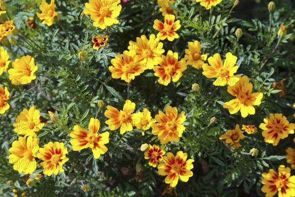 Marigold (Tagetes), yellow flowers, plants, Oberuhldingen district, Uhldingen-Mühlhofen municipality, Lake Constance district, Baden-Württemberg, Germany