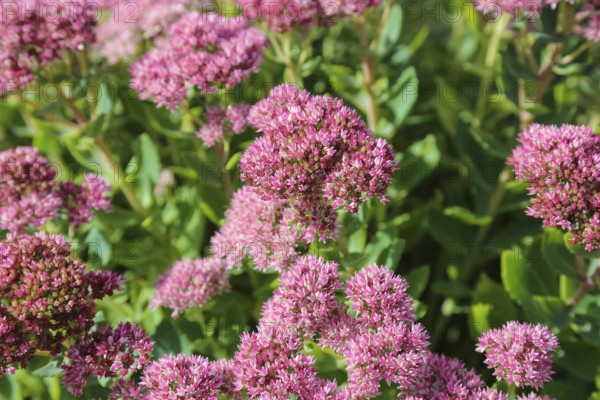 Stonecrop (Sedum), wall pepper, pink flowers, flowers, plants, Oberuhldingen district, Uhldingen-Mühlhofen municipality, Lake Constance district, Baden-Württemberg, Germany