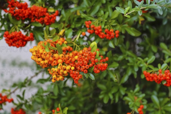 Firethorn (Pyracantha), shrub, plants, orange-coloured berries, Oberuhldingen district, Uhldingen-Mühlhofen municipality, Lake Constance district, Baden-Württemberg, Germany