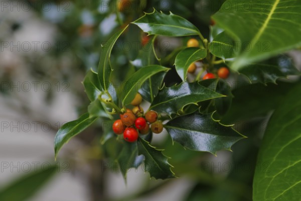 European holly (Ilex aquifolium), shrub, plants, Oberuhldingen district, Uhldingen-Mühlhofen municipality, Lake Constance district, Baden-Württemberg, Germany
