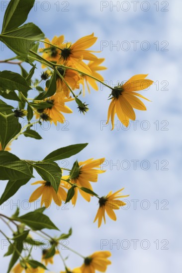 Jerusalem artichoke (Helianthus tuberosus), yellow blossom, flowers, plants, Oberuhldingen district, Uhldingen-Mühlhofen municipality, Lake Constance district, Baden-Württemberg, Germany