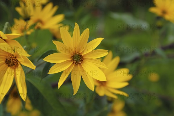 Jerusalem artichoke (Helianthus tuberosus), yellow blossom, flowers, plants, Oberuhldingen district, Uhldingen-Mühlhofen municipality, Lake Constance district, Baden-Württemberg, Germany