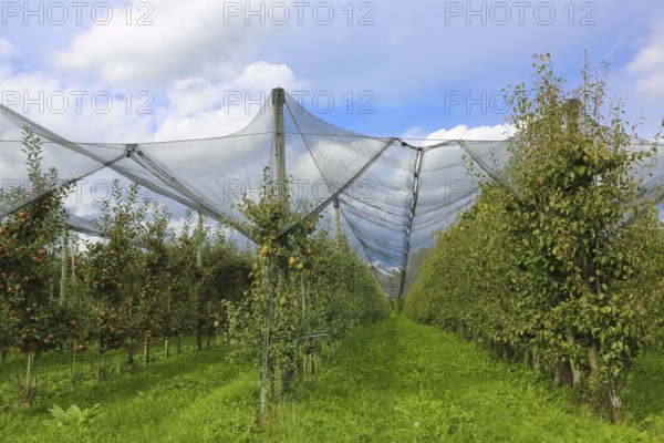 Fruit trees, apple trees, pear trees, bird protection, bird protection nets, agriculture, fruit growing, plants, Oberuhldingen district, Uhldingen-Mühlhofen municipality, Lake Constance district, Baden-Württemberg, Germany