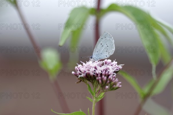 Pale blue (Celastrina argiolus), water azalea, close-up, closed wings, North Rhine-Westphalia, Germany, Pale blue feeding