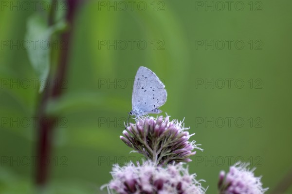 Pale blue (Celastrina argiolus), water azalea, close-up, closed wings, North Rhine-Westphalia, Germany, Pale blue against a green background