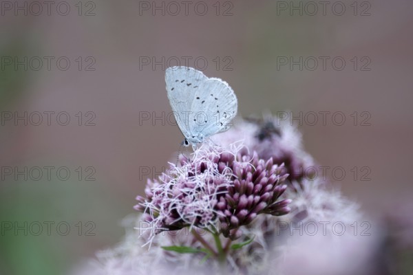 Pale blue (Celastrina argiolus), water aster, close-up, closed wings, North Rhine-Westphalia, Germany, Pale blue sucking nectar from a flower