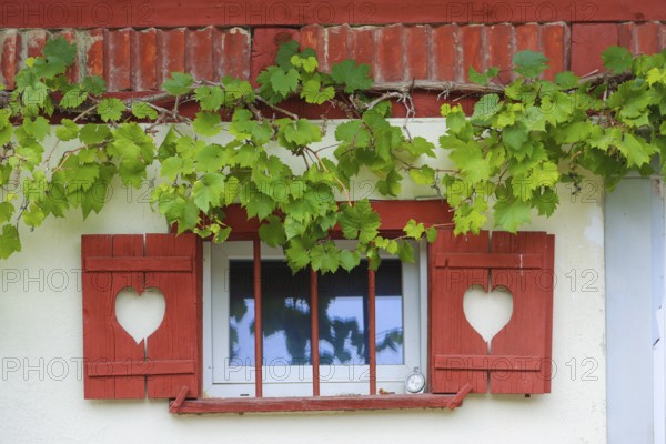 Still life, window, shutters with hearts, idyll, grapevine (Vitis), vine leaves, climbing plant, district Oberuhldingen, municipality Uhldingen-Mühlhofen, Lake Constance district, Baden-Württemberg, Germany
