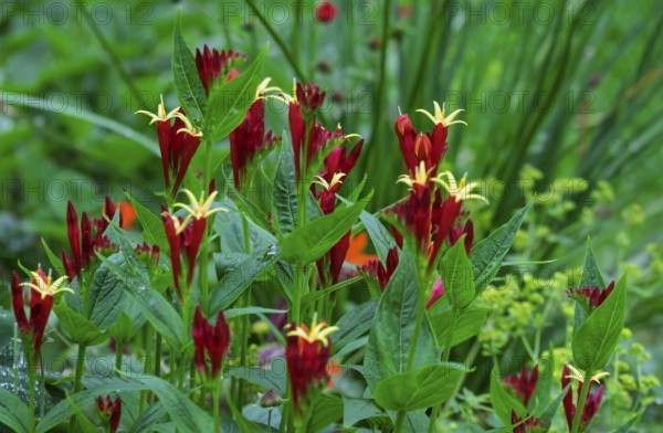 Fire gentian (Spigelia marilandica), Netherlands