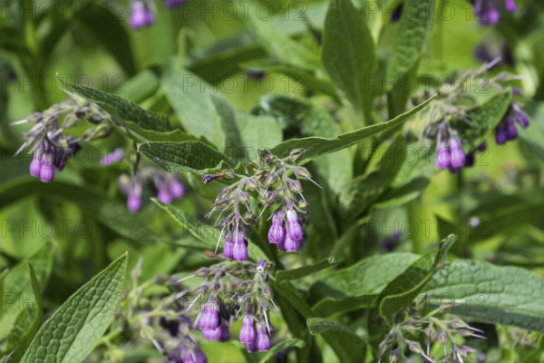 Comfrey (Symphytum), Münsterland, North Rhine-Westphalia, Germany